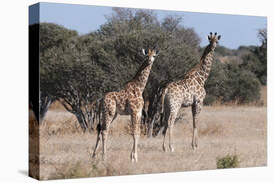 Southern Giraffe (Giraffa Camelopardalis), Mashatu Game Reserve, Botswana, Africa-Sergio-Stretched Canvas