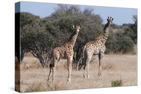 Southern Giraffe (Giraffa Camelopardalis), Mashatu Game Reserve, Botswana, Africa-Sergio-Stretched Canvas