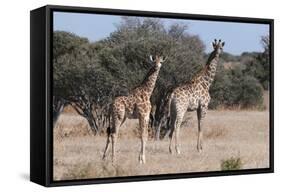 Southern Giraffe (Giraffa Camelopardalis), Mashatu Game Reserve, Botswana, Africa-Sergio-Framed Stretched Canvas