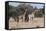 Southern Giraffe (Giraffa Camelopardalis), Mashatu Game Reserve, Botswana, Africa-Sergio-Framed Stretched Canvas