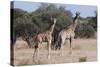 Southern Giraffe (Giraffa Camelopardalis), Mashatu Game Reserve, Botswana, Africa-Sergio-Stretched Canvas