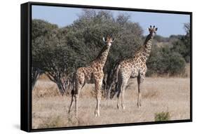 Southern Giraffe (Giraffa Camelopardalis), Mashatu Game Reserve, Botswana, Africa-Sergio-Framed Stretched Canvas