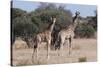 Southern Giraffe (Giraffa Camelopardalis), Mashatu Game Reserve, Botswana, Africa-Sergio-Stretched Canvas