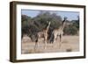 Southern Giraffe (Giraffa Camelopardalis), Mashatu Game Reserve, Botswana, Africa-Sergio-Framed Photographic Print