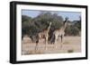 Southern Giraffe (Giraffa Camelopardalis), Mashatu Game Reserve, Botswana, Africa-Sergio-Framed Photographic Print