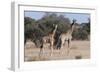 Southern Giraffe (Giraffa Camelopardalis), Mashatu Game Reserve, Botswana, Africa-Sergio-Framed Photographic Print