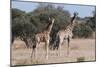 Southern Giraffe (Giraffa Camelopardalis), Mashatu Game Reserve, Botswana, Africa-Sergio-Mounted Photographic Print