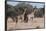 Southern Giraffe (Giraffa Camelopardalis), Mashatu Game Reserve, Botswana, Africa-Sergio-Framed Photographic Print