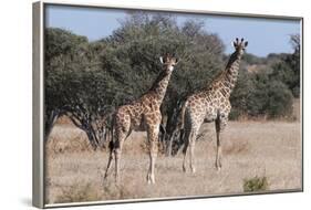 Southern Giraffe (Giraffa Camelopardalis), Mashatu Game Reserve, Botswana, Africa-Sergio-Framed Photographic Print