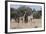 Southern Giraffe (Giraffa Camelopardalis), Mashatu Game Reserve, Botswana, Africa-Sergio-Framed Photographic Print