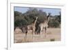 Southern Giraffe (Giraffa Camelopardalis), Mashatu Game Reserve, Botswana, Africa-Sergio-Framed Photographic Print