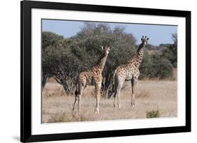 Southern Giraffe (Giraffa Camelopardalis), Mashatu Game Reserve, Botswana, Africa-Sergio-Framed Photographic Print