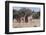 Southern Giraffe (Giraffa Camelopardalis), Mashatu Game Reserve, Botswana, Africa-Sergio-Framed Photographic Print