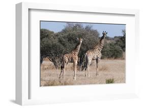 Southern Giraffe (Giraffa Camelopardalis), Mashatu Game Reserve, Botswana, Africa-Sergio-Framed Photographic Print