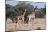 Southern Giraffe (Giraffa Camelopardalis), Mashatu Game Reserve, Botswana, Africa-Sergio-Mounted Photographic Print