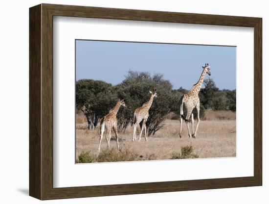 Southern Giraffe (Giraffa Camelopardalis), Mashatu Game Reserve, Botswana, Africa-Sergio-Framed Photographic Print