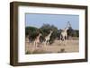 Southern Giraffe (Giraffa Camelopardalis), Mashatu Game Reserve, Botswana, Africa-Sergio-Framed Photographic Print