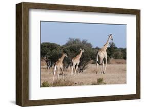 Southern Giraffe (Giraffa Camelopardalis), Mashatu Game Reserve, Botswana, Africa-Sergio-Framed Photographic Print