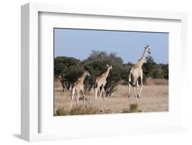 Southern Giraffe (Giraffa Camelopardalis), Mashatu Game Reserve, Botswana, Africa-Sergio-Framed Photographic Print