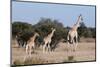 Southern Giraffe (Giraffa Camelopardalis), Mashatu Game Reserve, Botswana, Africa-Sergio-Mounted Photographic Print