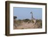 Southern Giraffe (Giraffa Camelopardalis), Mashatu Game Reserve, Botswana, Africa-Sergio-Framed Photographic Print