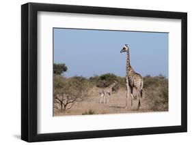 Southern Giraffe (Giraffa Camelopardalis), Mashatu Game Reserve, Botswana, Africa-Sergio-Framed Photographic Print