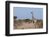 Southern Giraffe (Giraffa Camelopardalis), Mashatu Game Reserve, Botswana, Africa-Sergio-Framed Photographic Print