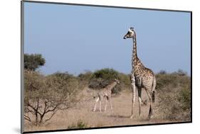 Southern Giraffe (Giraffa Camelopardalis), Mashatu Game Reserve, Botswana, Africa-Sergio-Mounted Photographic Print