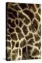 Southern Giraffe Markings-null-Stretched Canvas