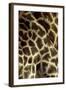 Southern Giraffe Markings-null-Framed Photographic Print