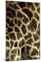 Southern Giraffe Markings-null-Mounted Photographic Print