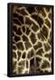 Essential Black