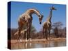 Southern Giraffes, 2019,-Eric Meyer-Stretched Canvas