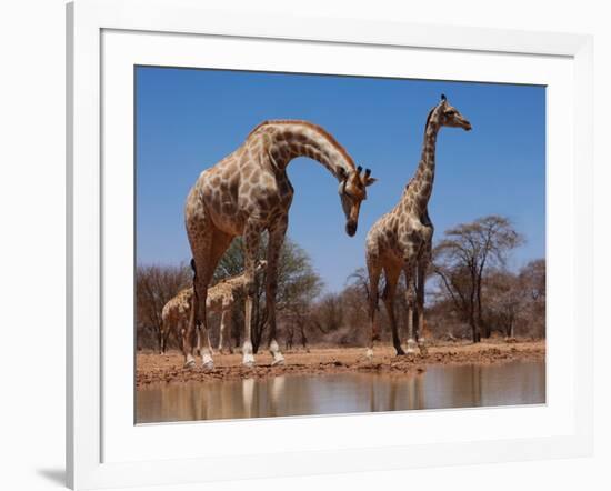 Southern Giraffes, 2019,-Eric Meyer-Framed Photographic Print