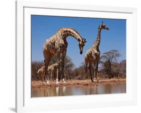 Southern Giraffes, 2019,-Eric Meyer-Framed Photographic Print