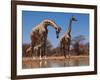 Southern Giraffes, 2019,-Eric Meyer-Framed Photographic Print