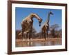 Southern Giraffes, 2019,-Eric Meyer-Framed Photographic Print