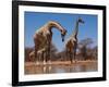 Southern Giraffes, 2019,-Eric Meyer-Framed Photographic Print