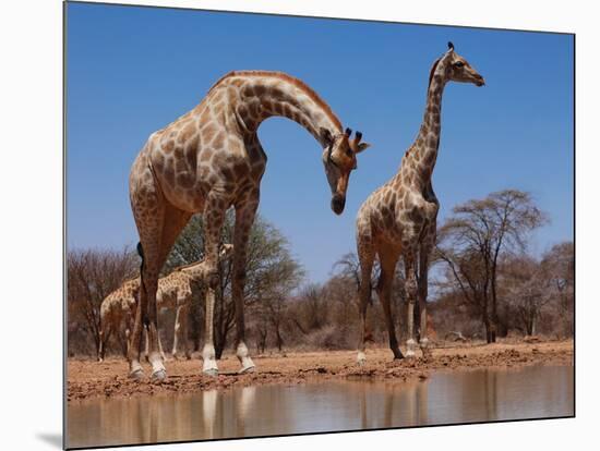 Southern Giraffes, 2019,-Eric Meyer-Mounted Photographic Print