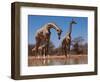 Southern Giraffes, 2019,-Eric Meyer-Framed Photographic Print