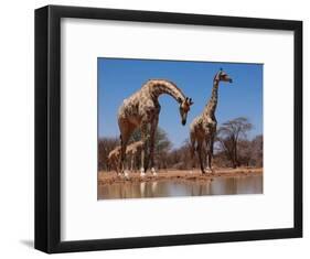 Southern Giraffes, 2019,-Eric Meyer-Framed Photographic Print