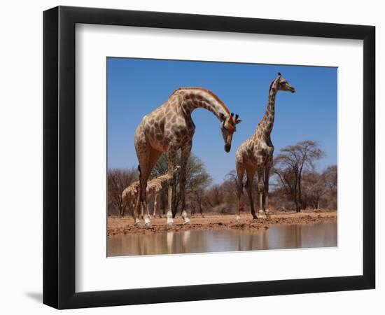 Southern Giraffes, 2019,-Eric Meyer-Framed Photographic Print