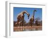 Southern Giraffes, 2019,-Eric Meyer-Framed Photographic Print