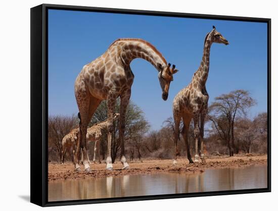 Southern Giraffes, 2019,-Eric Meyer-Framed Stretched Canvas