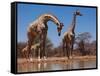 Southern Giraffes, 2019,-Eric Meyer-Framed Stretched Canvas
