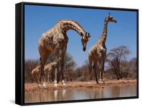 Southern Giraffes, 2019,-Eric Meyer-Framed Stretched Canvas