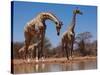 Southern Giraffes, 2019,-Eric Meyer-Stretched Canvas