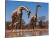 Southern Giraffes, 2019,-Eric Meyer-Stretched Canvas