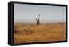 Southern Giraffes, Giraffa Camelopardalis Giraffa, Walking Through Grassland-Alex Saberi-Framed Stretched Canvas