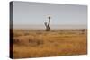 Southern Giraffes, Giraffa Camelopardalis Giraffa, Walking Through Grassland-Alex Saberi-Stretched Canvas